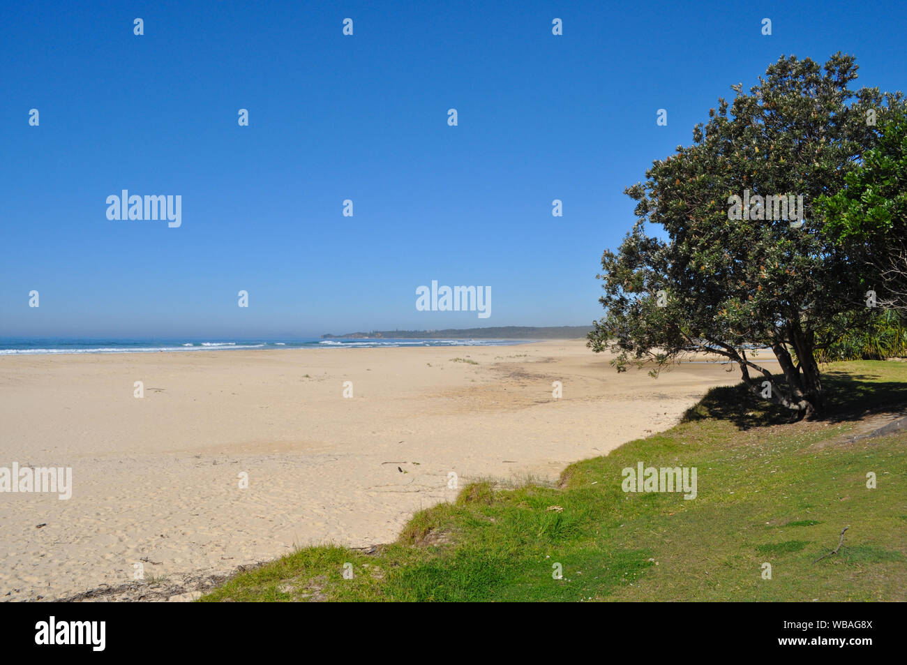 Baum und Blick auf den Strand mit klarem, blauen Himmel, South Valla Beach, Valla Beach, New South Wales, Australien. Stockfoto