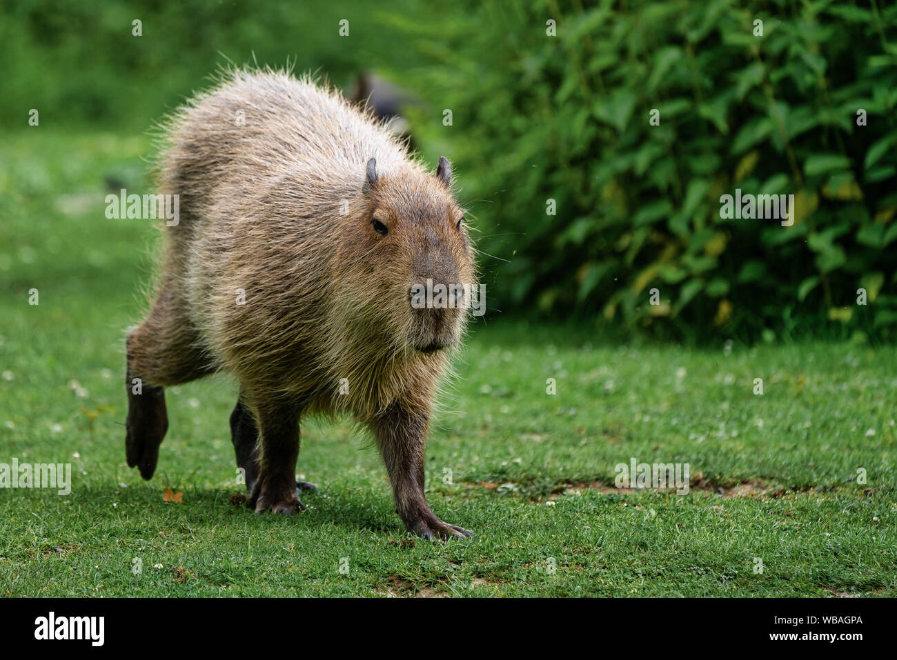 Capybara, Hydrochoerus hydrochaeris Beweidung auf die frische grüne Gras Stockfoto