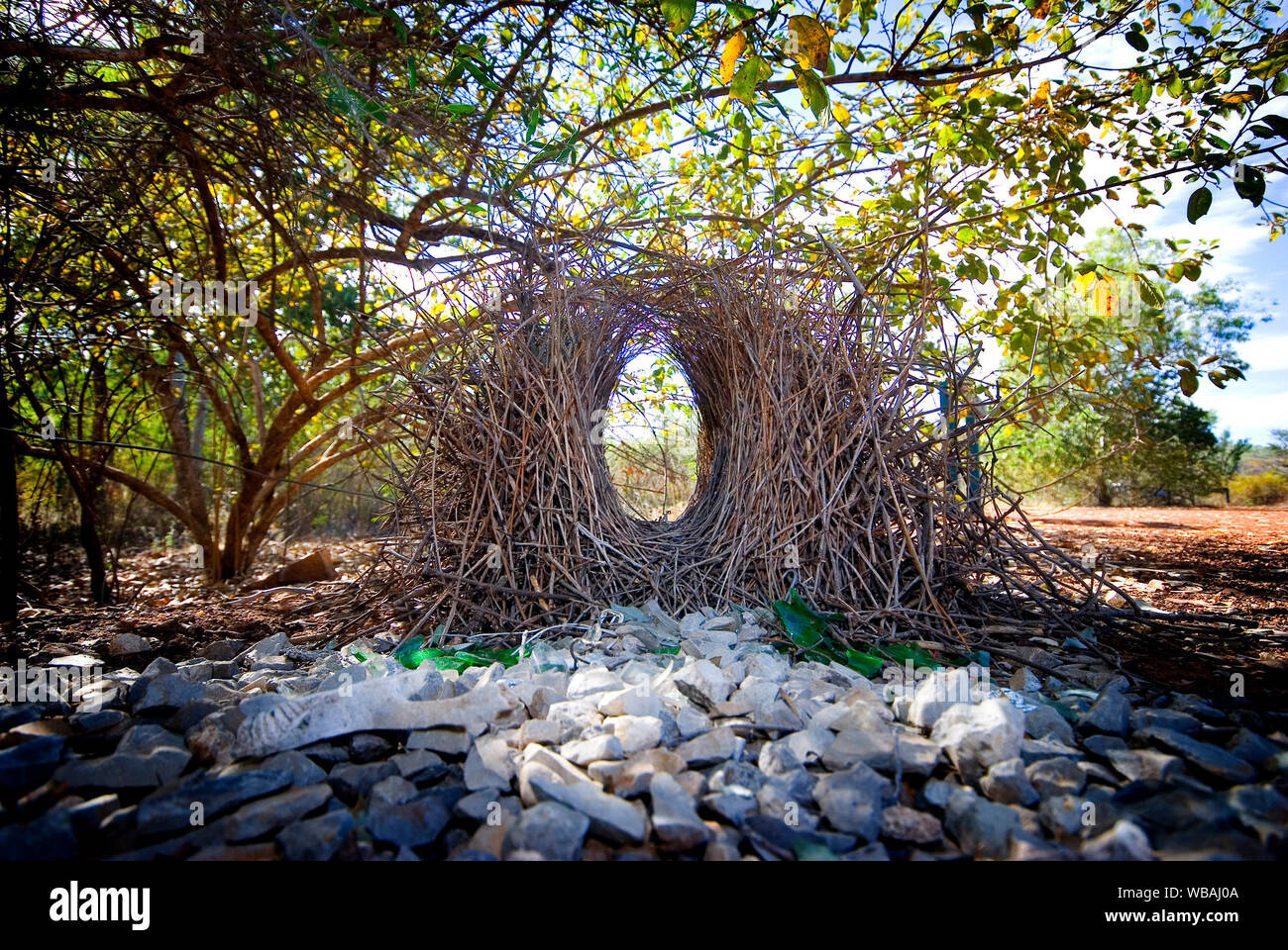 Große bowerbird (Chlamydera nuchalis), bower: eine Plattform der Zweige mit einer Allee aus Zweigen über einen Meter lang und 45 cm hoch. An jedem Ende der bowe Stockfoto