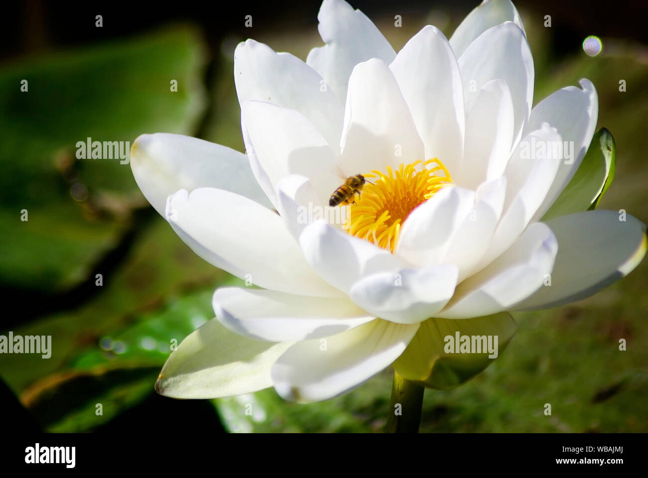 Weiße Seerose (Nymphaea odorata), eingebürgerte - die Pflanze ursprünglich aus den USA.. Normanton Feuchtgebiete, North Queensland, Australien Stockfoto