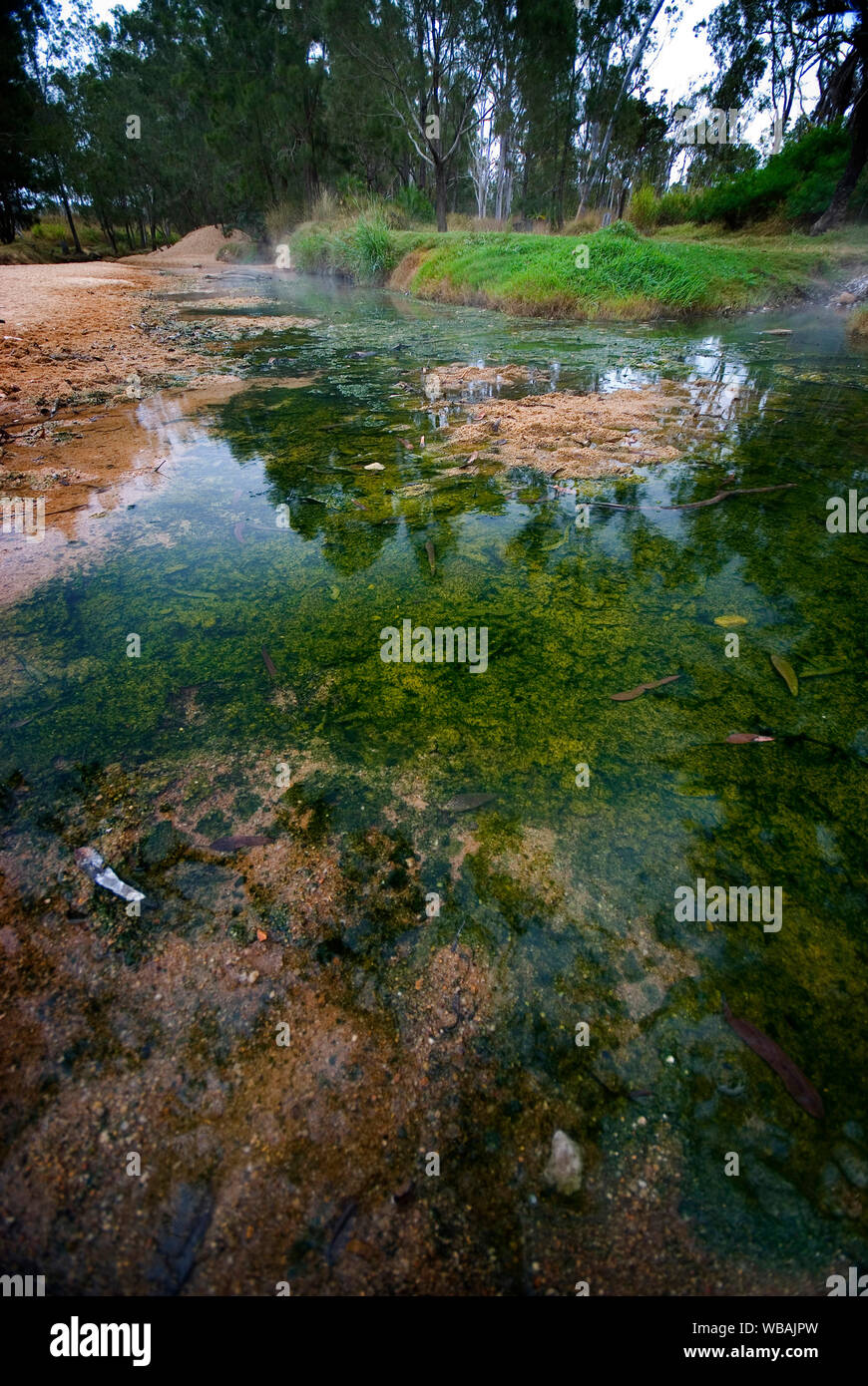 Heißes Wasser in Brennnessel Creek bietet ideale Bedingungen für das Algenwachstum., die Temperaturen schwanken kann aber 78 Grad C sein. Innot Hot Springs, Savannah, Stockfoto