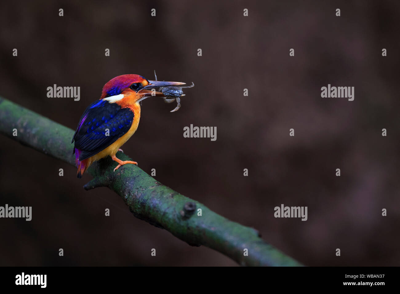 Das Bild von der Orientalischen dwarf Kingfisher (keyx erithaca) in Alibaug, Maharashtra, Indien Stockfoto