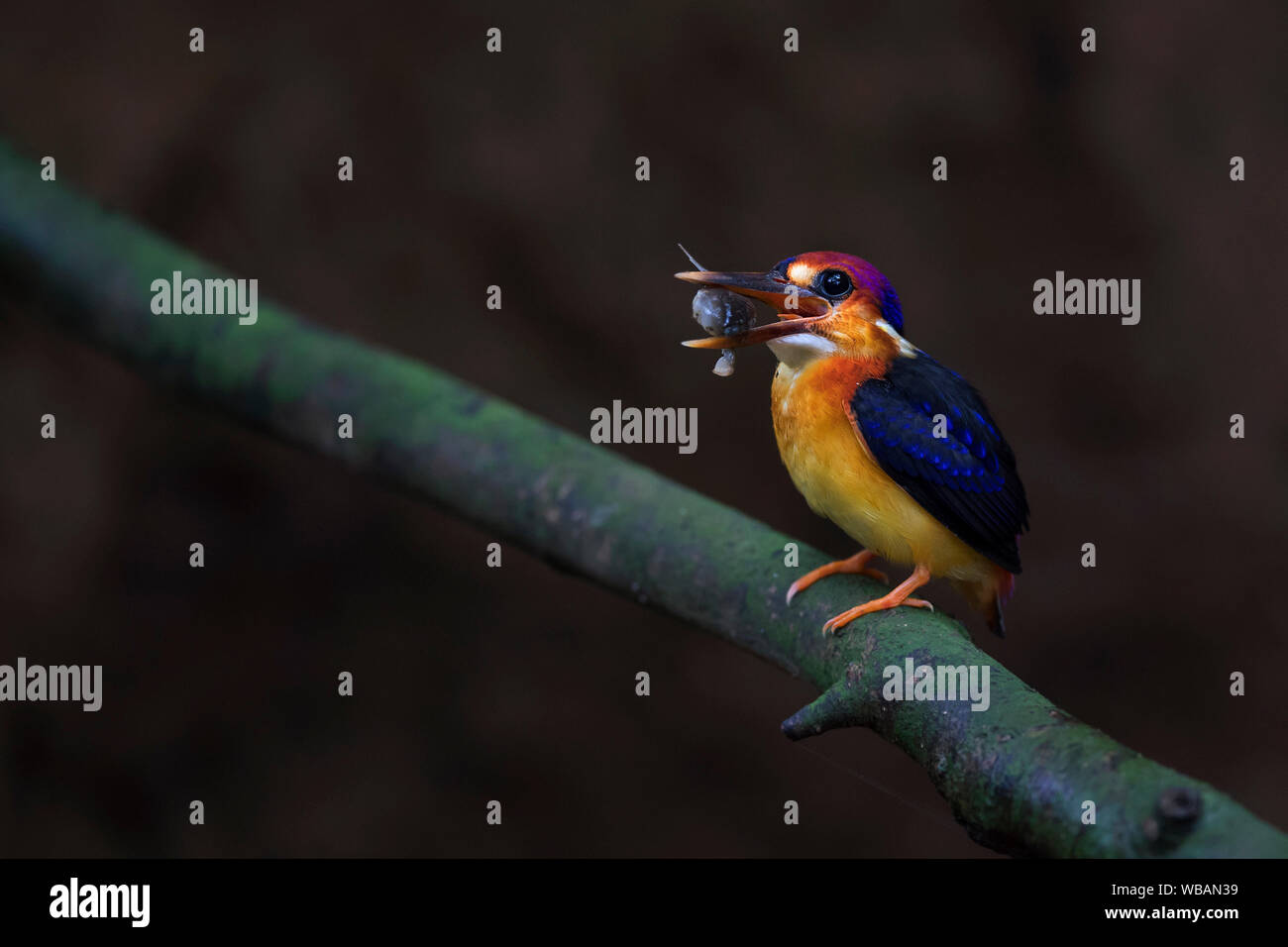 Das Bild von der Orientalischen dwarf Kingfisher (keyx erithaca) in Alibaug, Maharashtra, Indien Stockfoto