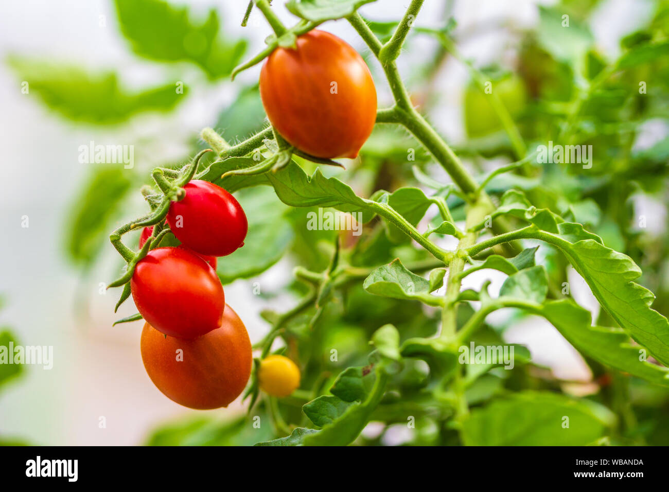 Frische reife rote und die noch nicht reife Tomaten hängen an den Weinstock und eine Tomatenpflanze im Garten Stockfoto