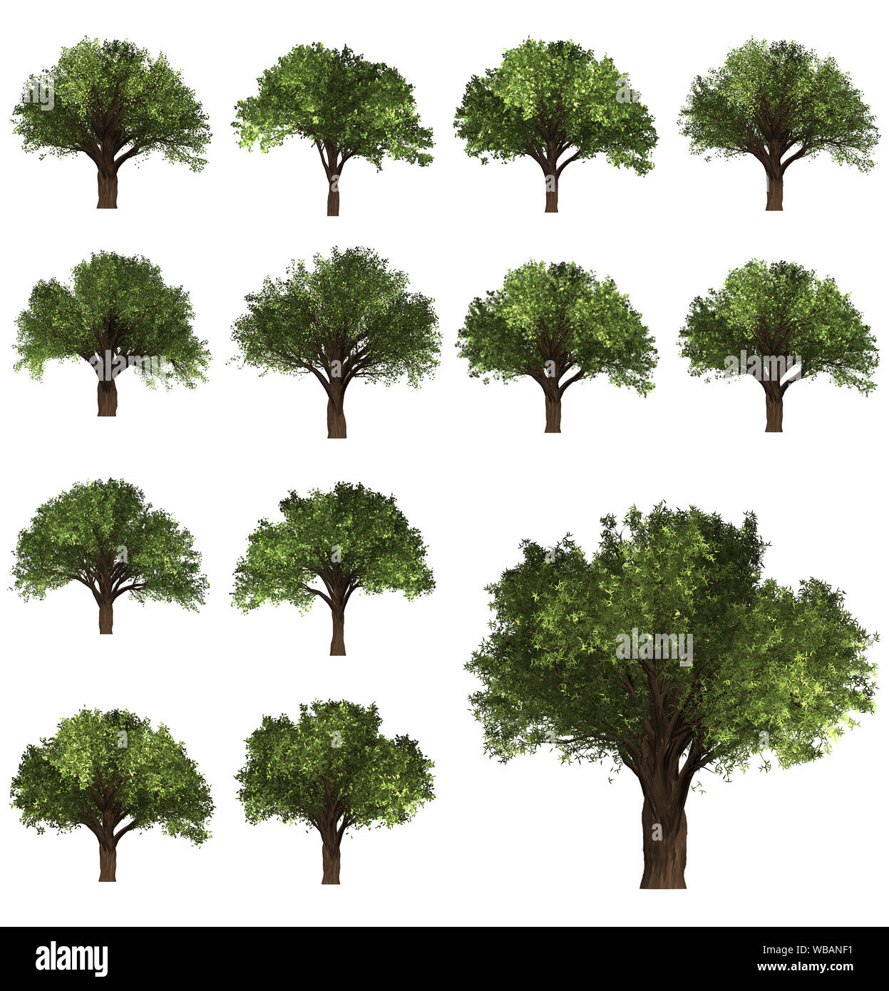 Weihnachtsbaum, Kiefer. Winter forrest Baum Hintergrund. 3D-Darstellung. Weißer Hintergrund isolieren. Natur und Gärten Design. Stockfoto