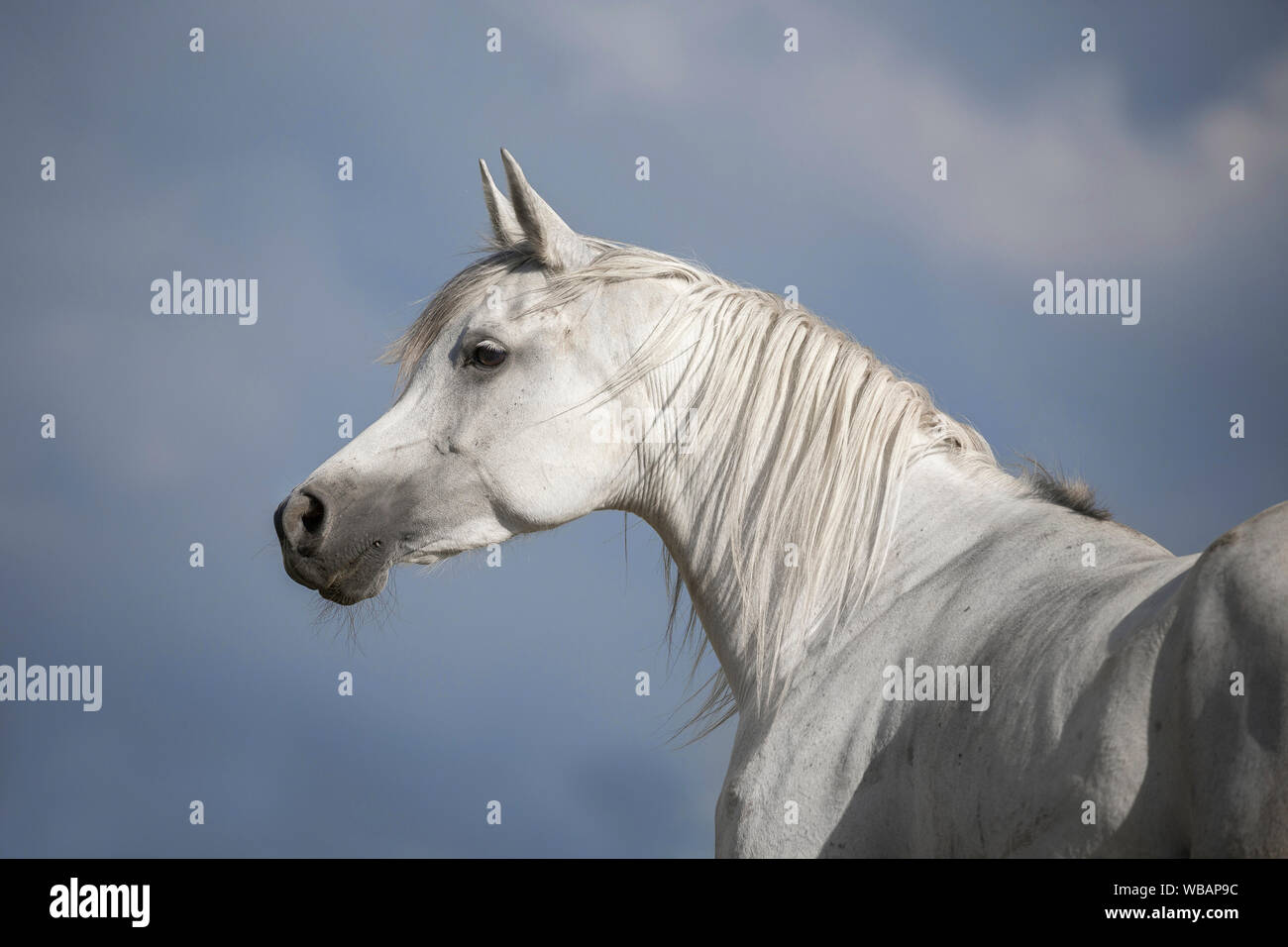 Arabisches Pferd. Porträt der grauen Stute. Österreich Stockfoto