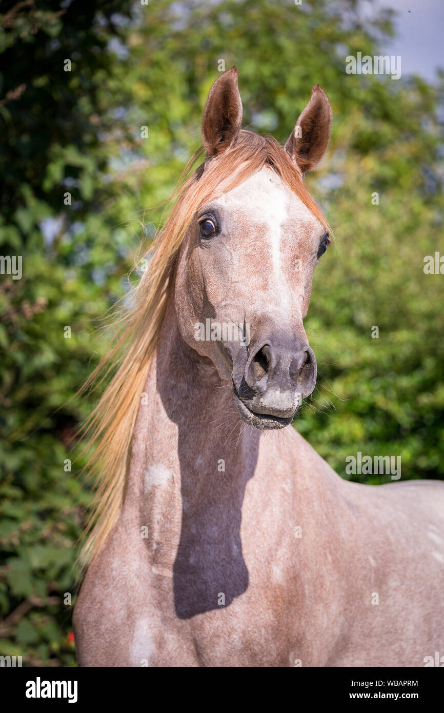 Arabische Pferd. Portrait von Red roan juvenile Mare. Österreich Stockfoto