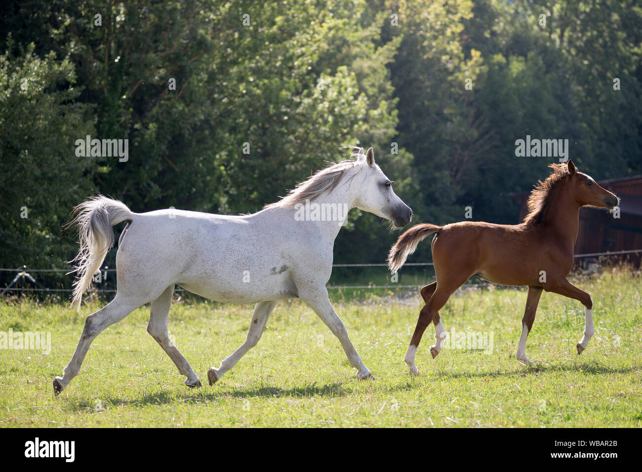 Arabische Pferd. Grey Mare mit Kastanien fohlen Traben auf einer Weide. Österreich Stockfoto