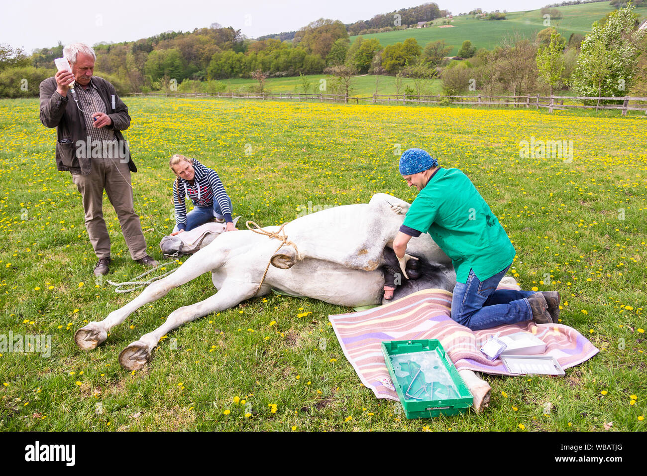 Lipizzaner. Kastration eines Hengstes. Deutschland Stockfoto