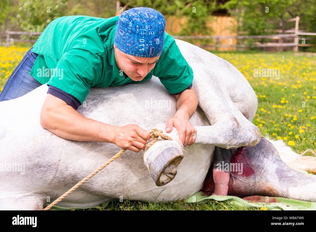 Lipizzaner. Kastration eines Hengstes. Die Tierärztin sieht nach der narkotisierten Pferd ...