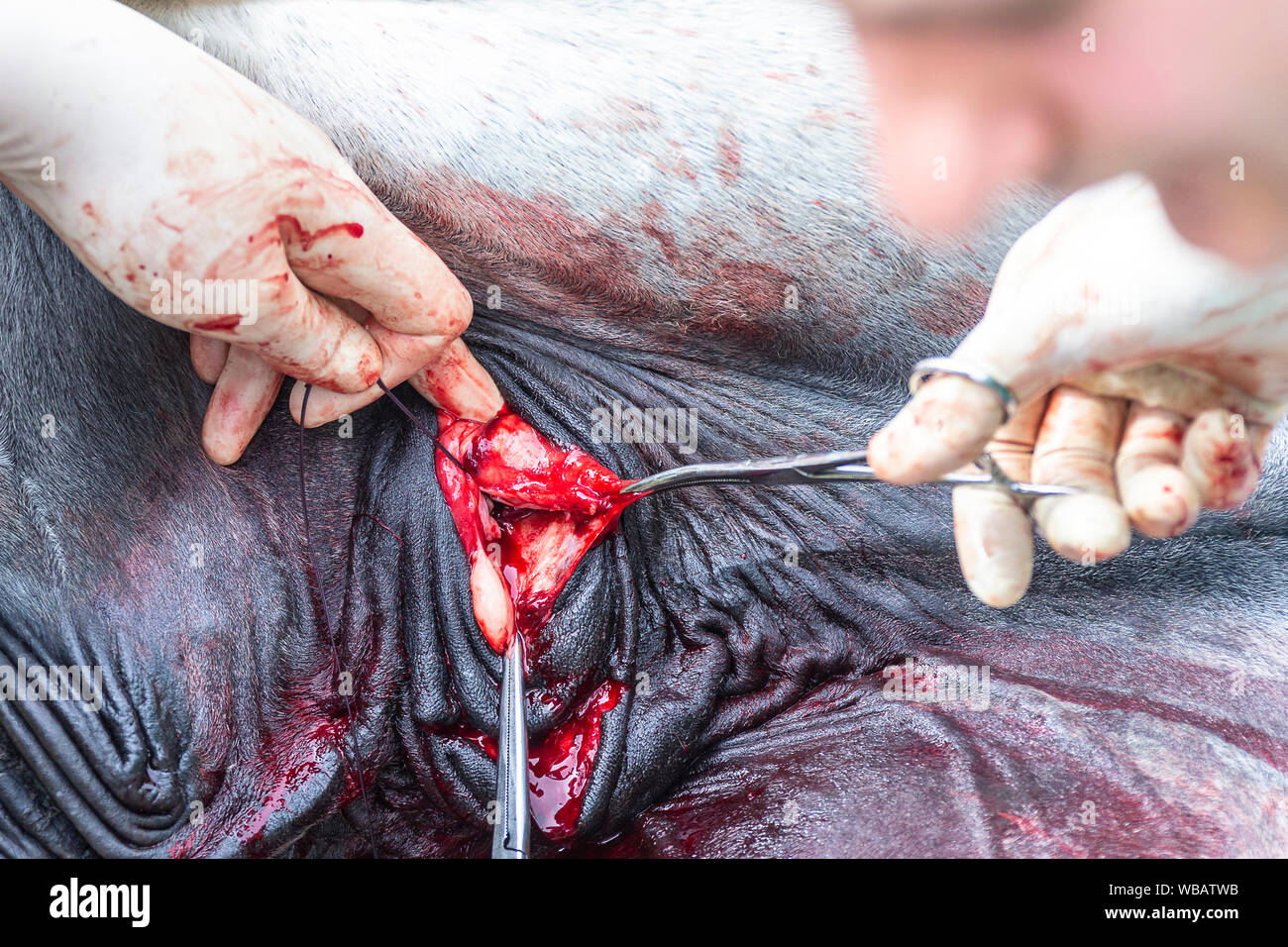 Lipizzaner. Kastration eines Hengstes. Deutschland Stockfoto