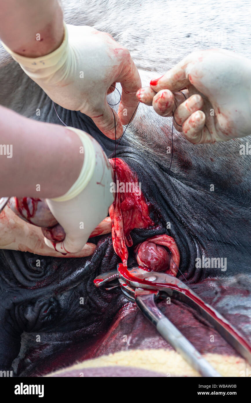 Lipizzaner. Kastration eines Hengstes. Deutschland Stockfoto
