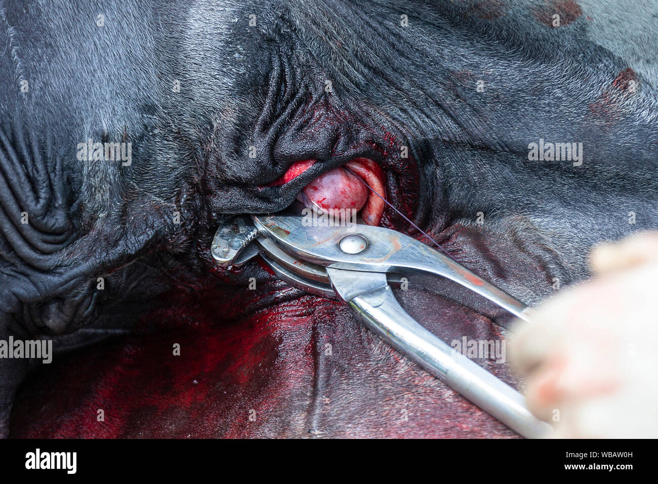 Lipizzaner. Kastration eines Hengstes. Deutschland Stockfoto