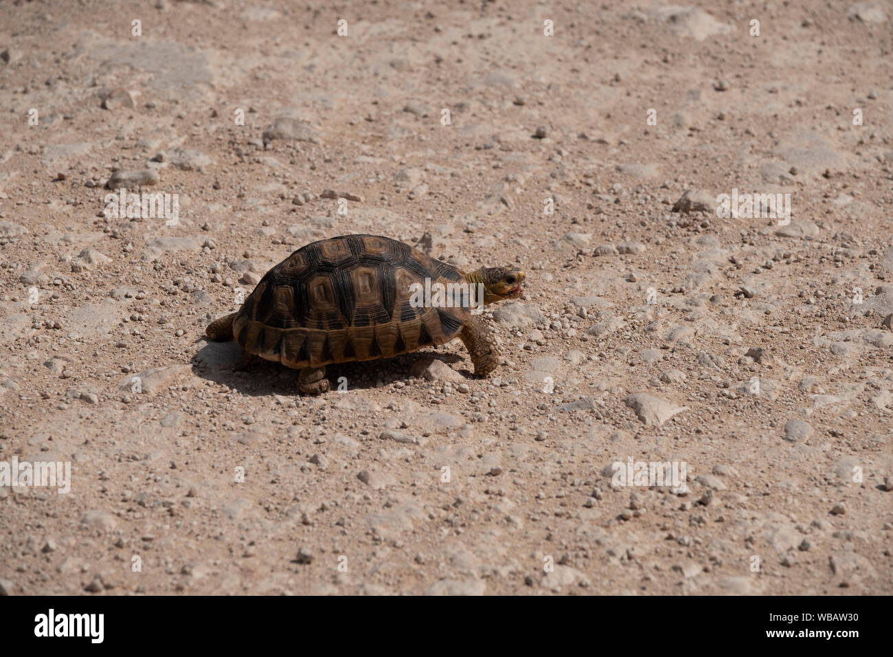 Schildkröte-Kreuzung Stockfoto