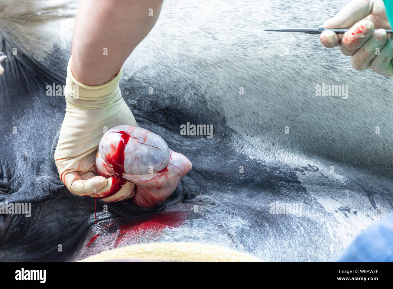 Lipizzaner. Kastration eines Hengstes. Deutschland Stockfoto