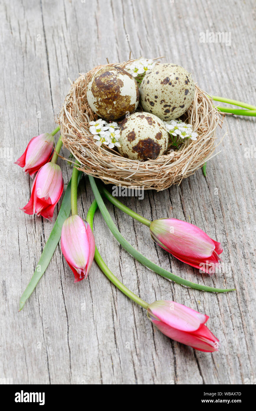 Mit drei Eier (Gemeinsame Wachtel) und Blackthorn blumen Nest neben blühenden Tulpen auf Holz. Schweiz Stockfoto