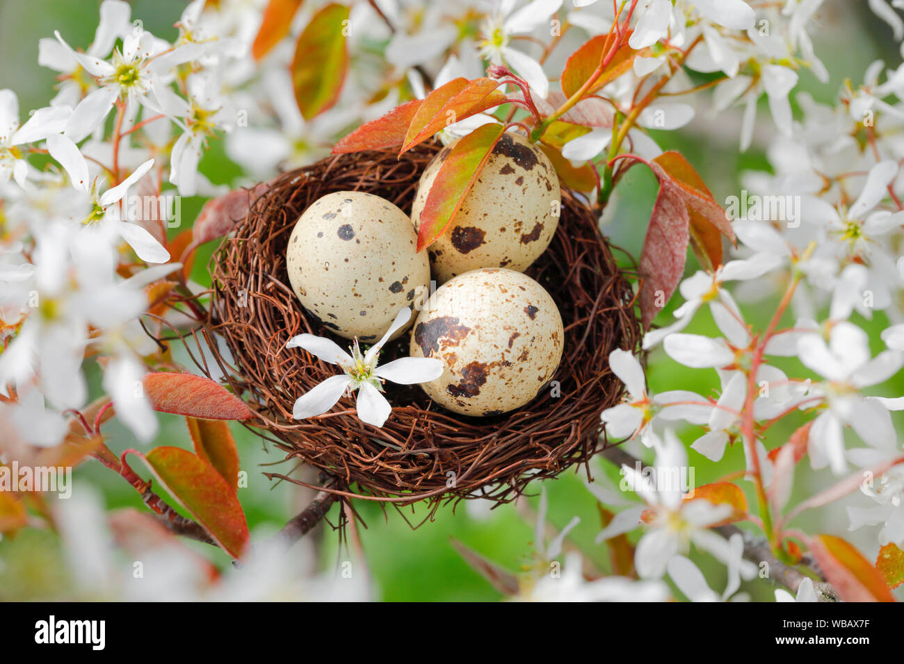 Mit drei Eier (Gemeinsame Wachtel) Nest in blühenden Europäischen (Serviceberry Amelanchier ovalis). Schweiz Stockfoto