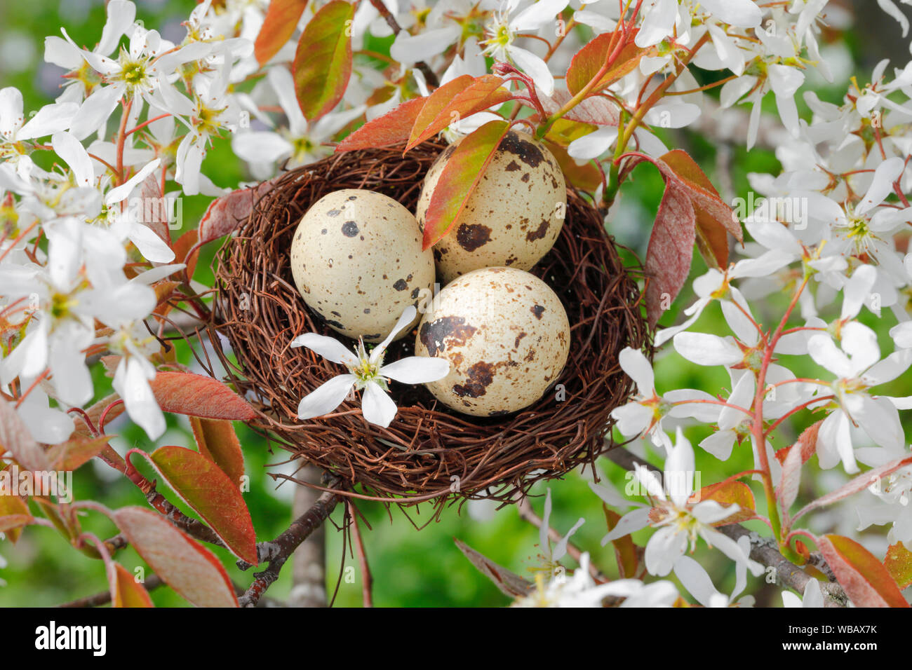 Mit drei Eier (Gemeinsame Wachtel) Nest in blühenden Europäischen (Serviceberry Amelanchier ovalis) Stockfoto