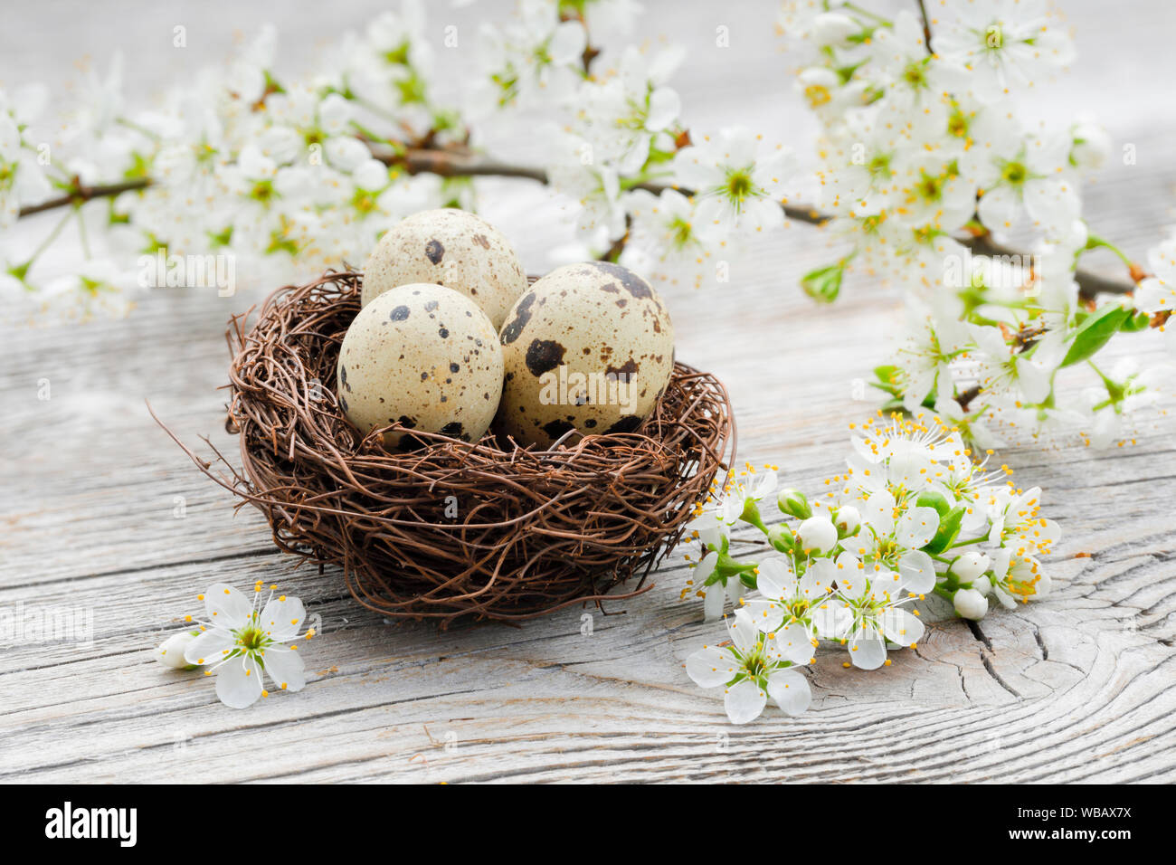 Mit drei Eier (Gemeinsame Wachtel) neben einem blühenden Blackthorn Zweige auf grau Planken Nest. Schweiz Stockfoto