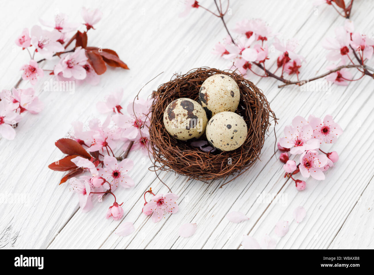 Mit drei Eier (Gemeinsame Wachtel) neben einem blühenden Kirschbaum Zweige auf weißen Planken Nest. Schweiz Stockfoto