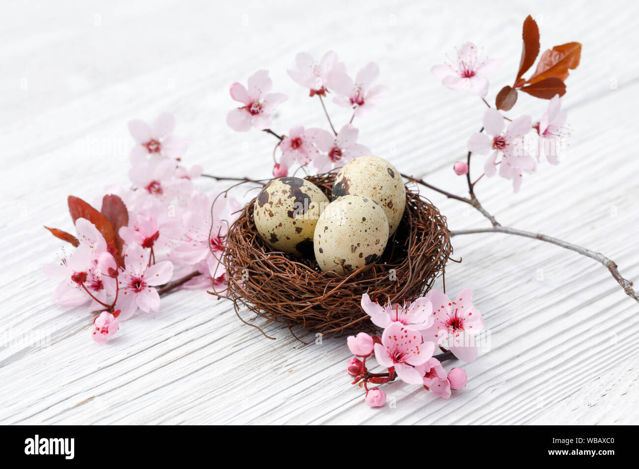 Mit drei Eier (Gemeinsame Wachtel) neben einem blühenden Kirschbaum Zweig auf weißen Planken Nest. Schweiz Stockfoto