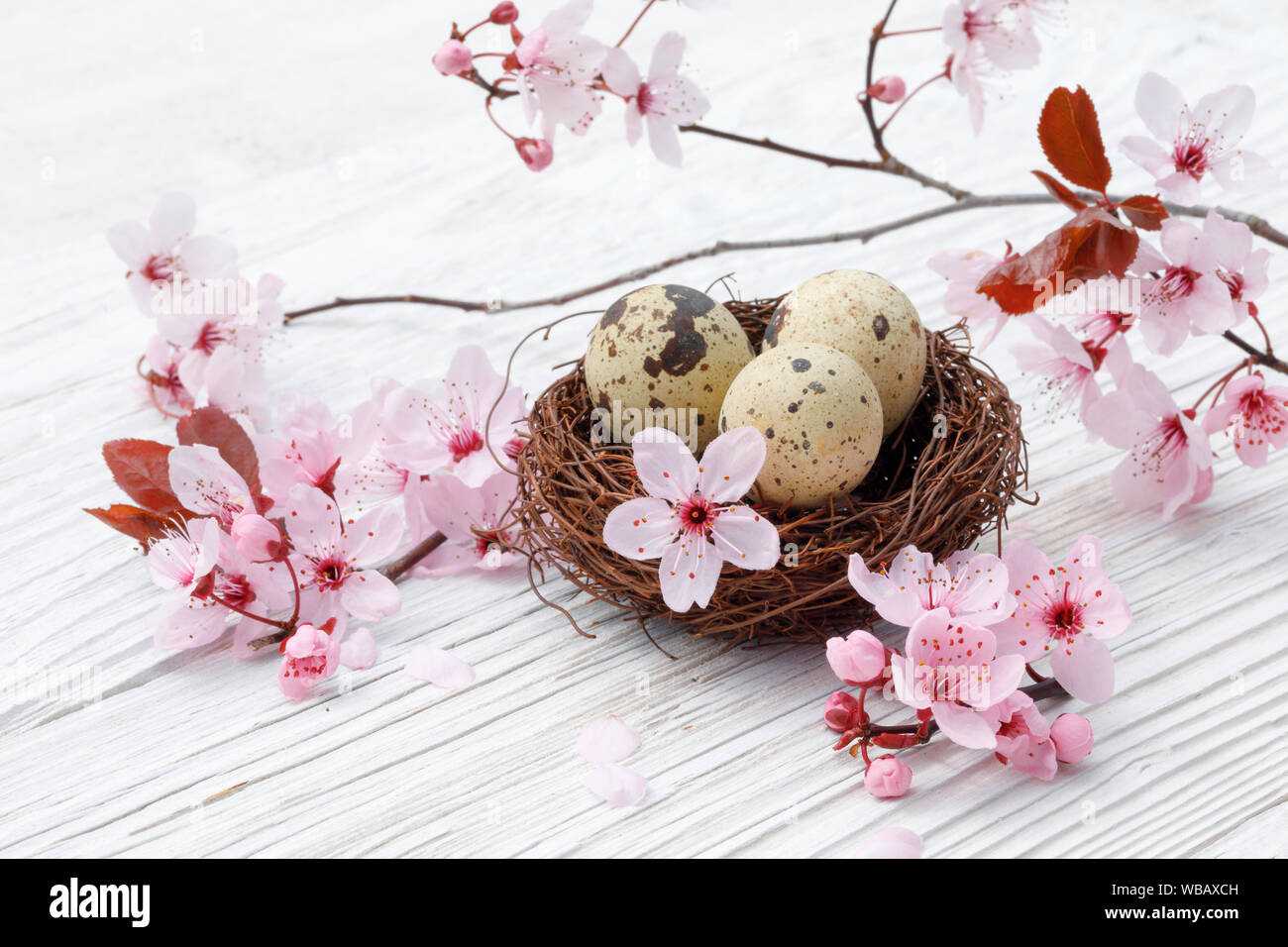 Mit drei Eier (Gemeinsame Wachtel) neben einem blühenden Kirschbaum Zweig auf weißen Planken Nest. Schweiz Stockfoto