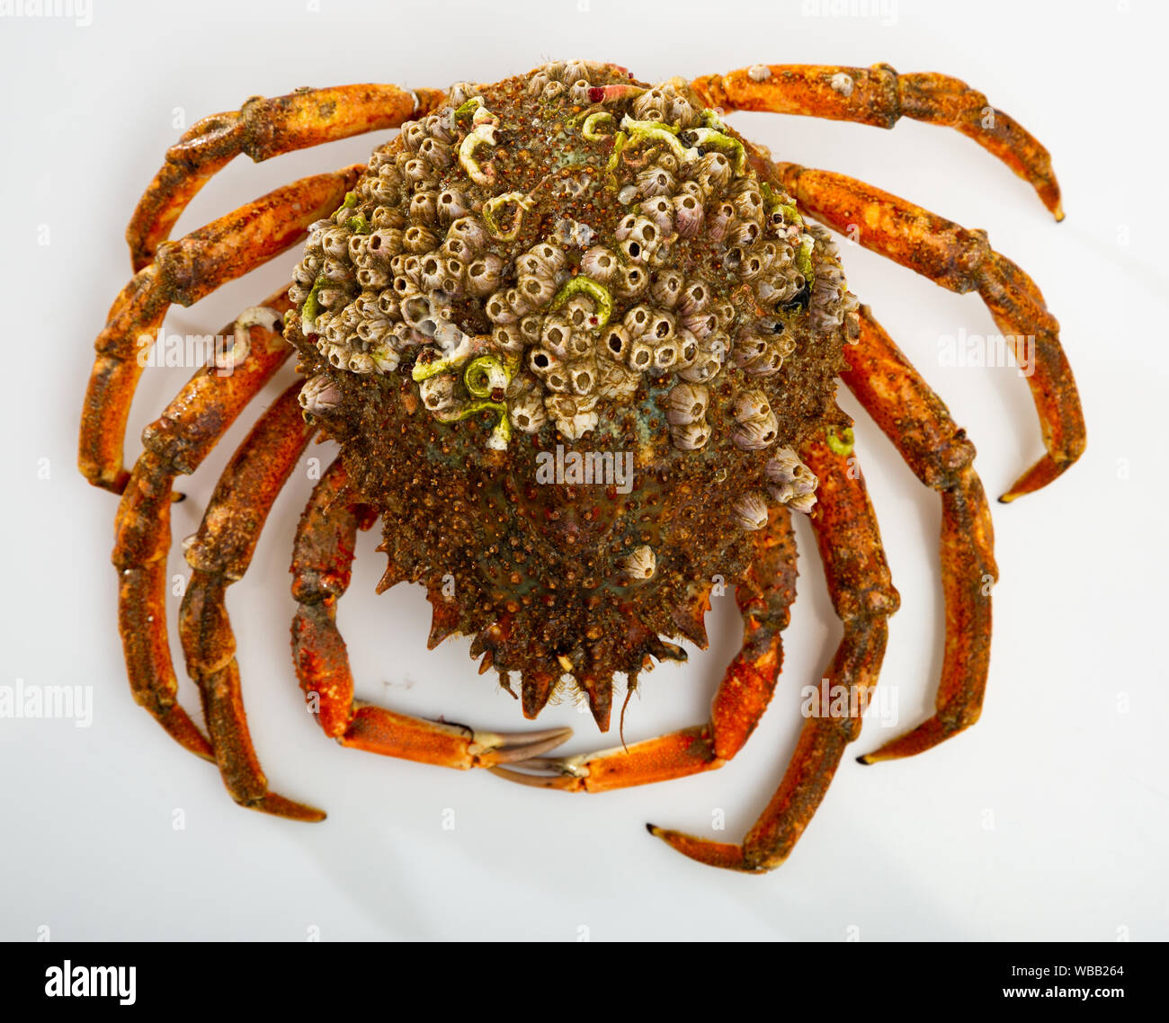 Meeresfrüchte Delikatesse. Raw europäischen Seespinne auf weiße Oberfläche Stockfoto