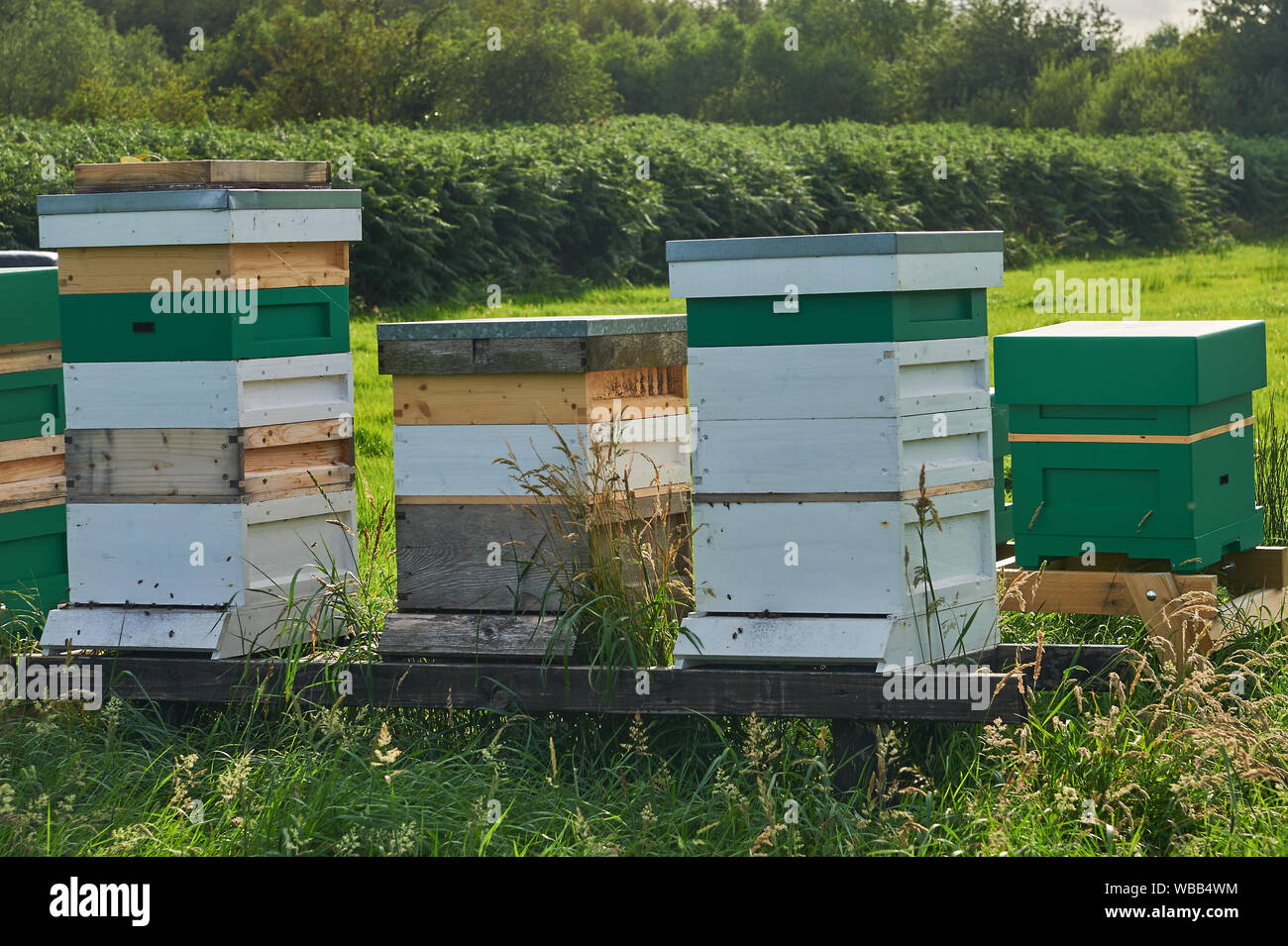 Holz- Bienenstöcke in einem Feld gestapelt. Stockfoto