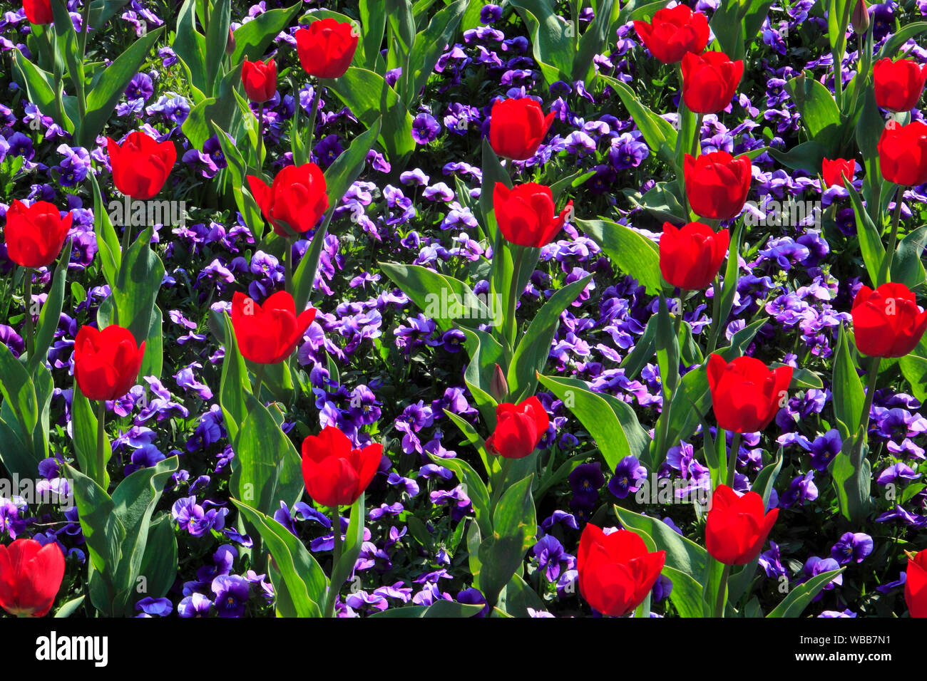 Blühende rote Tulpen (Tulipa sp.) mit blauen Stiefmütterchen. Deutschland Stockfoto
