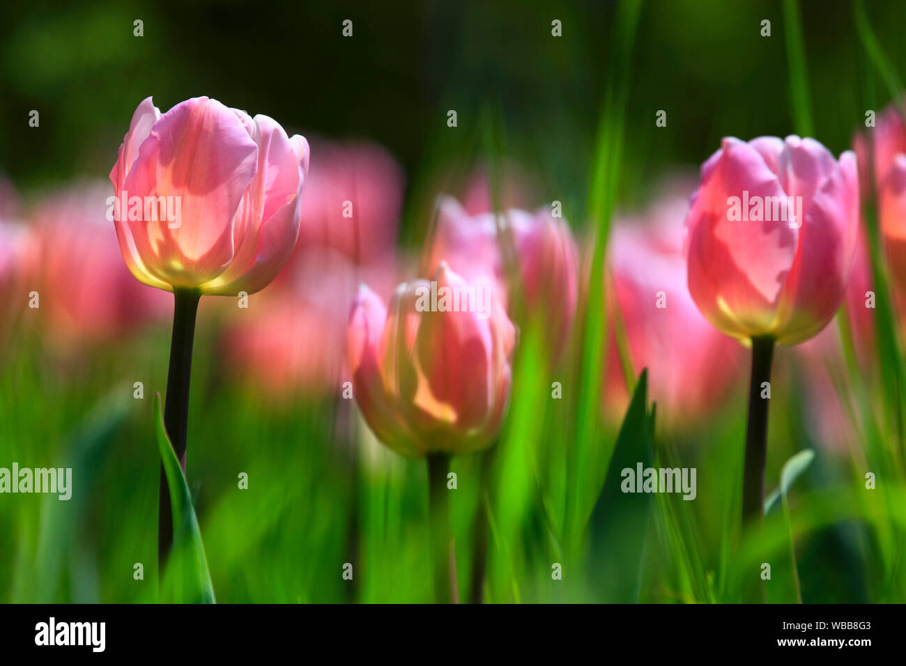 Blüte rosa Tulpen (Tulipa sp.). Deutschland Stockfoto