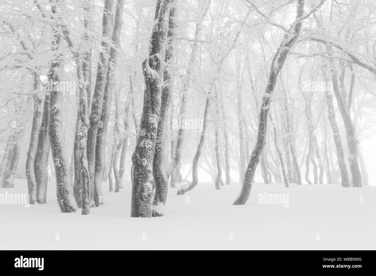 Gemeinsame Buche (Fagus sylvatica). Wald im dichten Nebel. Schweiz Stockfoto