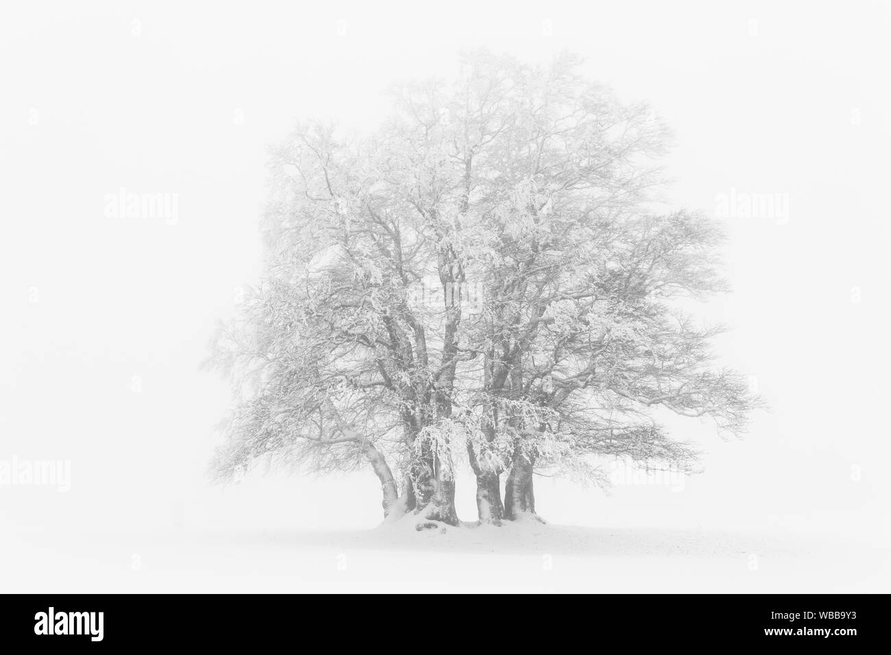Gemeinsame Buche (Fagus sylvatica). Gruppe von Bäumen im dichten Nebel. Schweiz Stockfoto