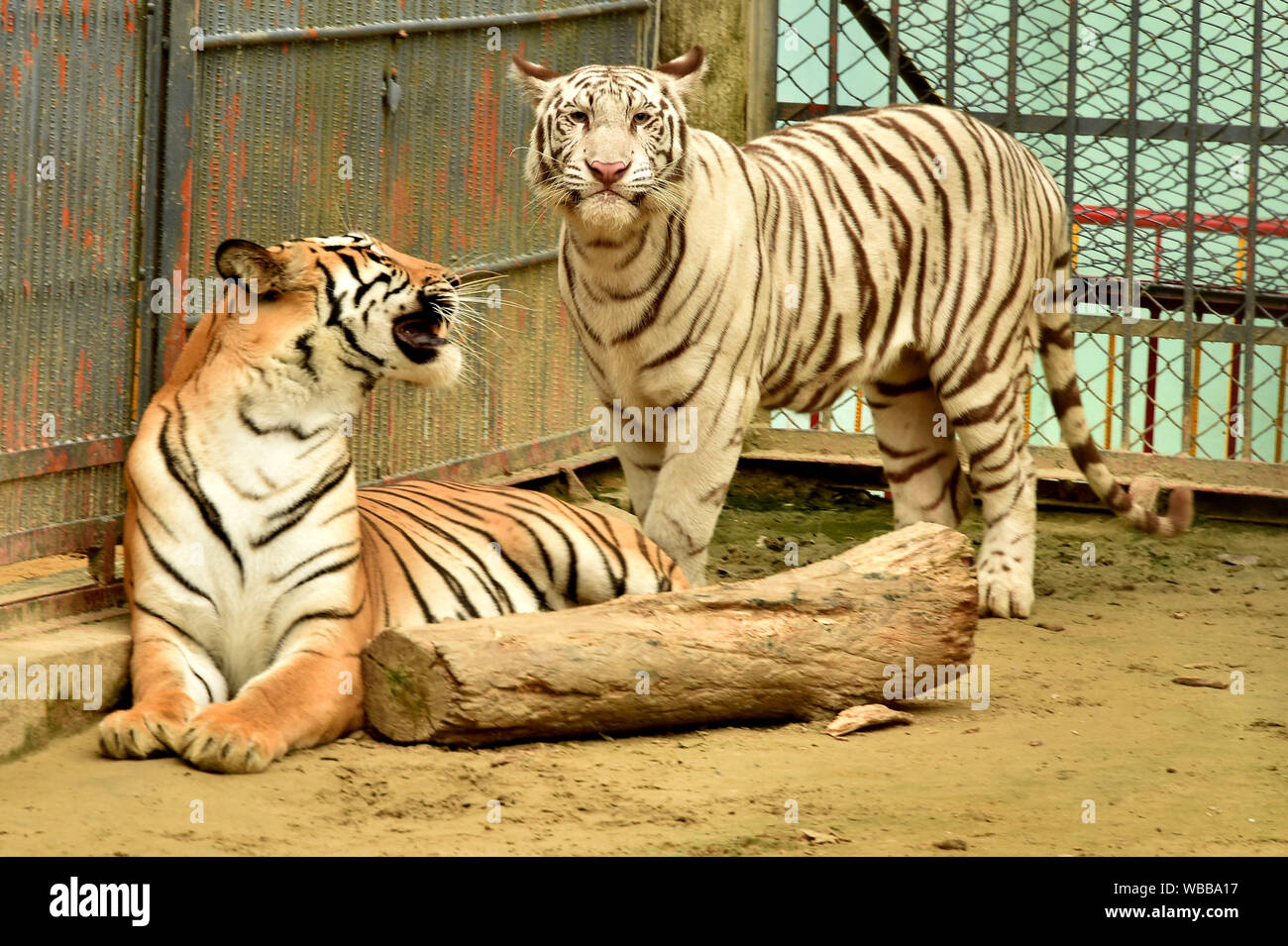 Chittagong, Bangladesch. 24 Aug, 2019. Eine weiße albino Bengal Tiger (R) ist in einem Zoo in Chittagong, Bangladesch, Aug 24, 2019 gesehen. Es war der erste Weiße Tiger in Bangladesch geboren. Credit: Salim Reza/Xinhua Stockfoto