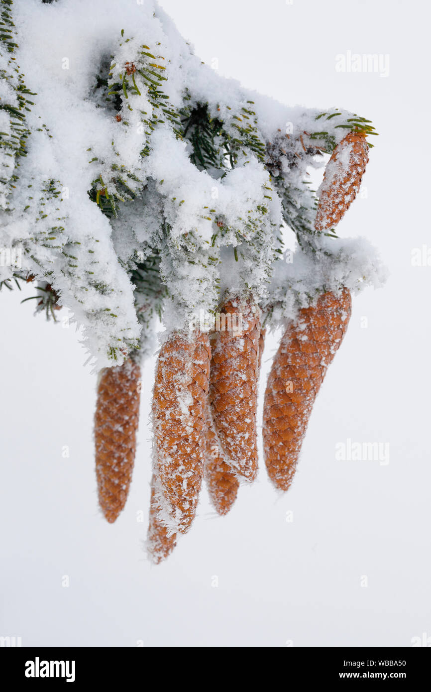 Gemeinsame Fichte, Fichte (Picea abies). Kegel auf einem schneebedeckten Zweig. Schweiz Stockfoto