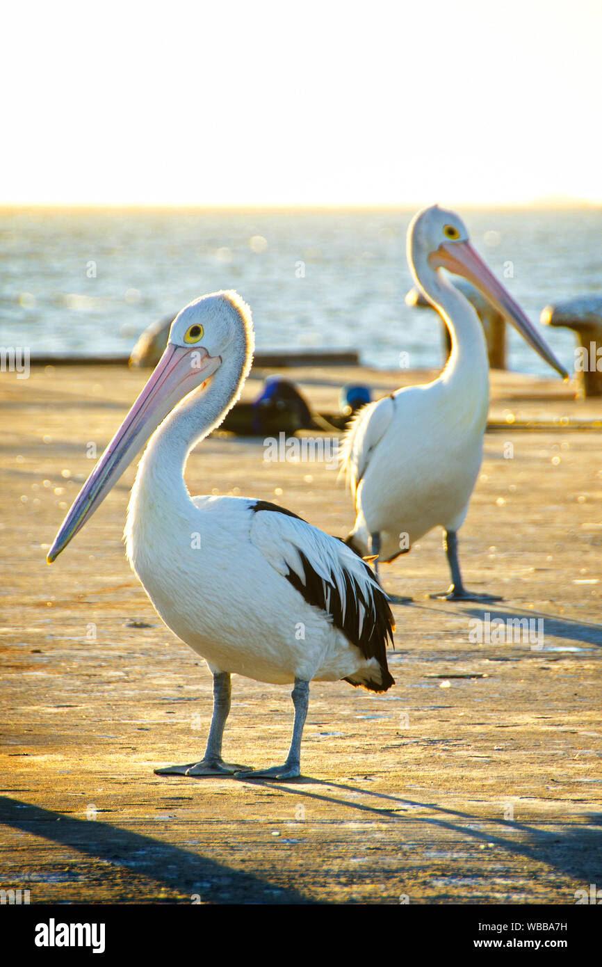 Australische Pelikanen (Pelecanus conspicillatus), Paar auf einem Bootsanleger. Seal Island, shoalwater Islands Marine Park, in der Nähe von Littleton, Western Australia, Aust Stockfoto