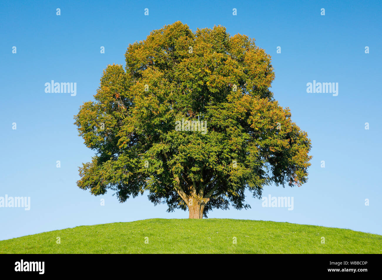 Linden (Tilia sp.). Einzelnen Baum im Spätsommer. Schweiz Stockfoto