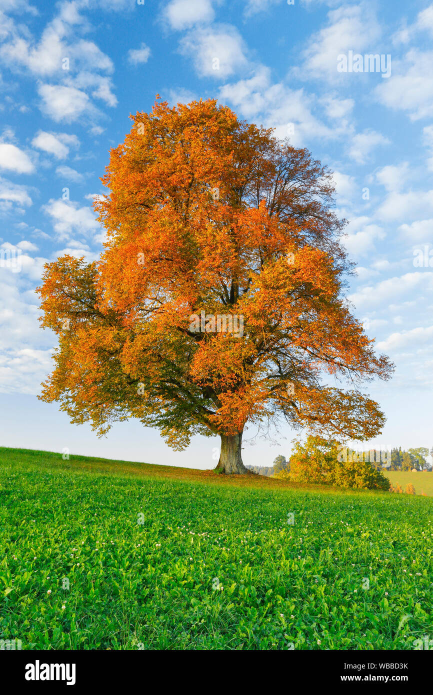 Linden (Tilia sp.). Einzelnen Baum im Herbst. Schweiz Stockfoto