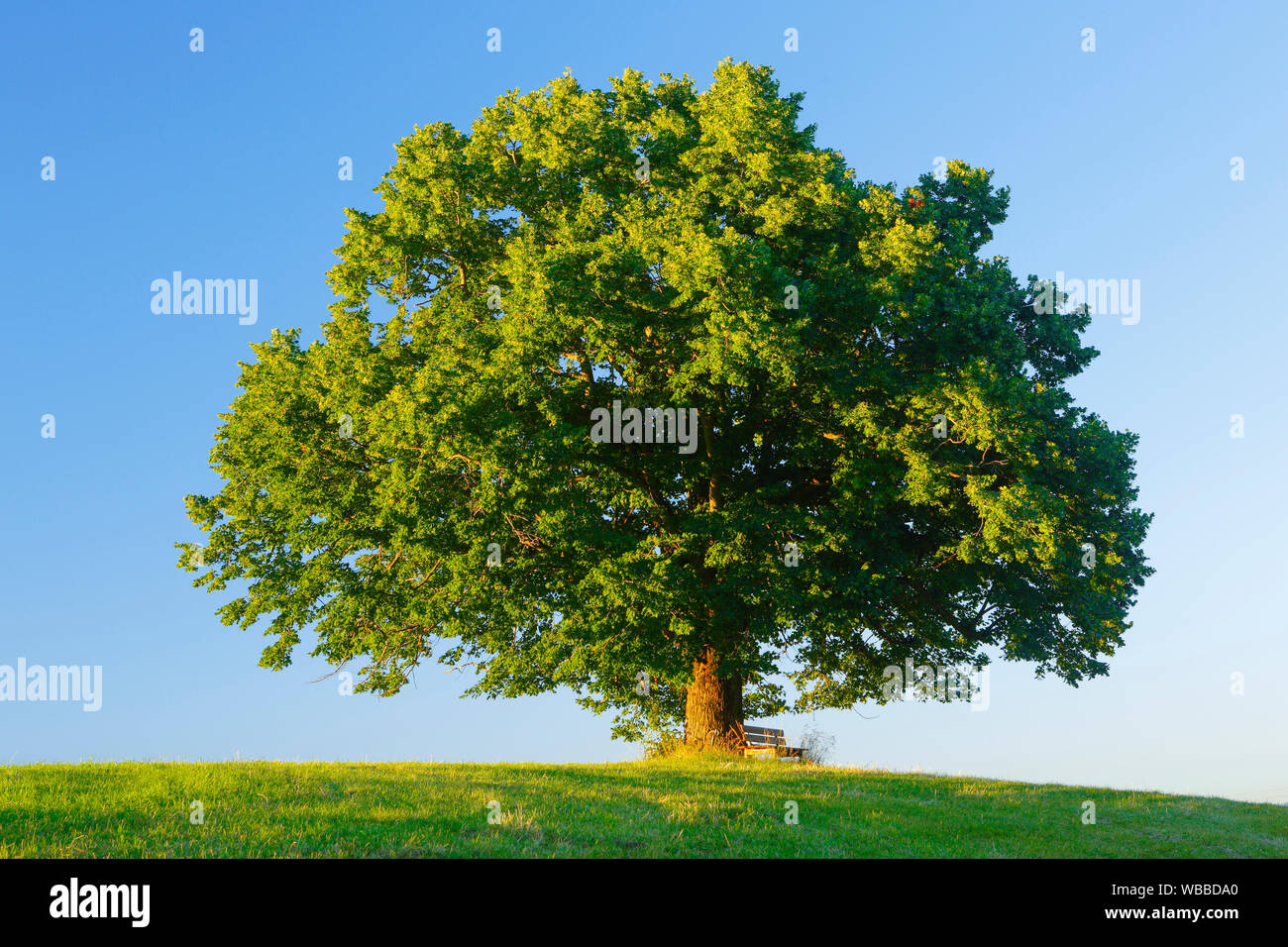 Linden (Tilia sp.). Einzelnen Baum mit Bank. Bern, Schweiz. Linde und Sitzbank, Bern, Schweiz Stockfoto