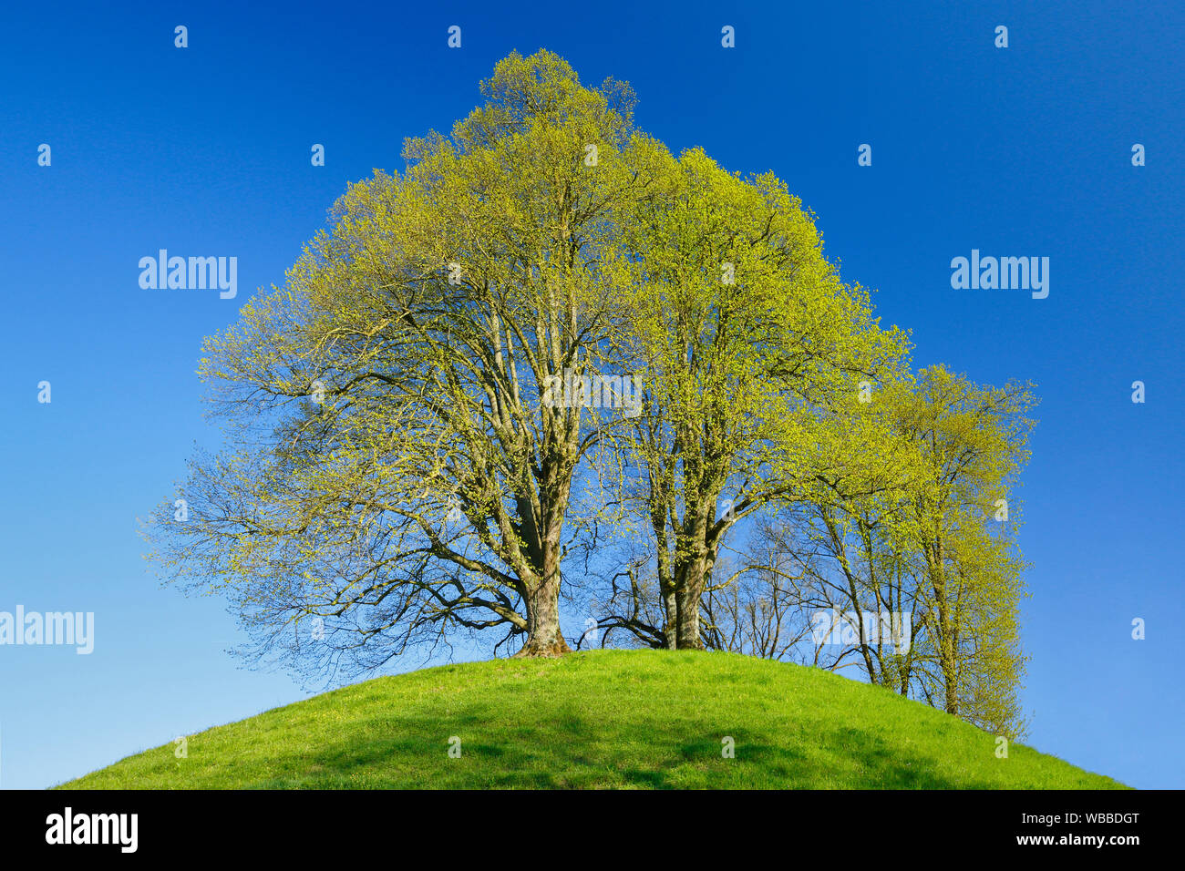 Linden (Tilia sp.). Gruppe von Bäumen auf einem Hügel im Frühjahr. Schweiz Stockfoto