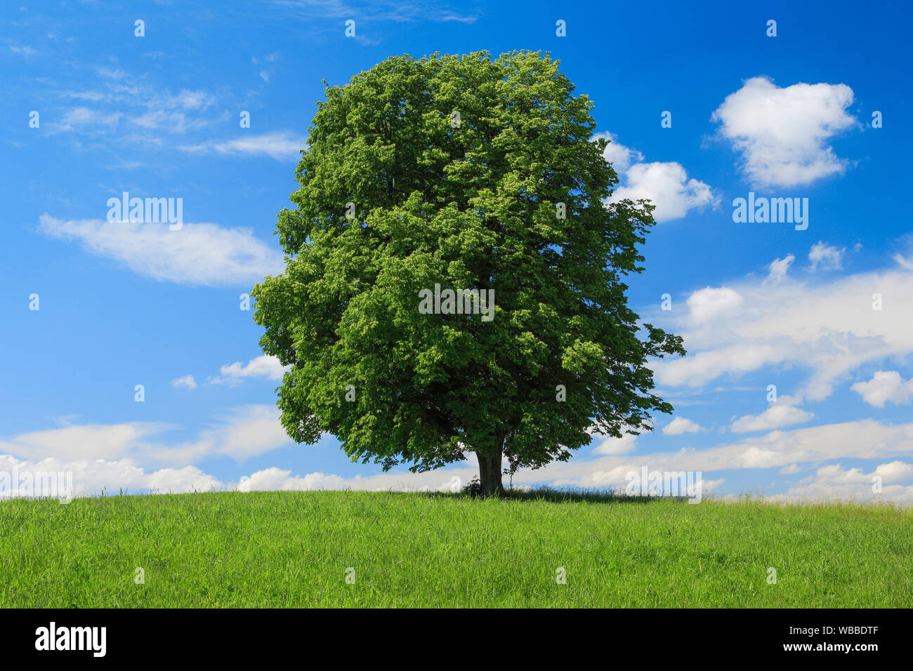 Linden (Tilia sp.). Single Tree. Die Schweiz. Stockfoto