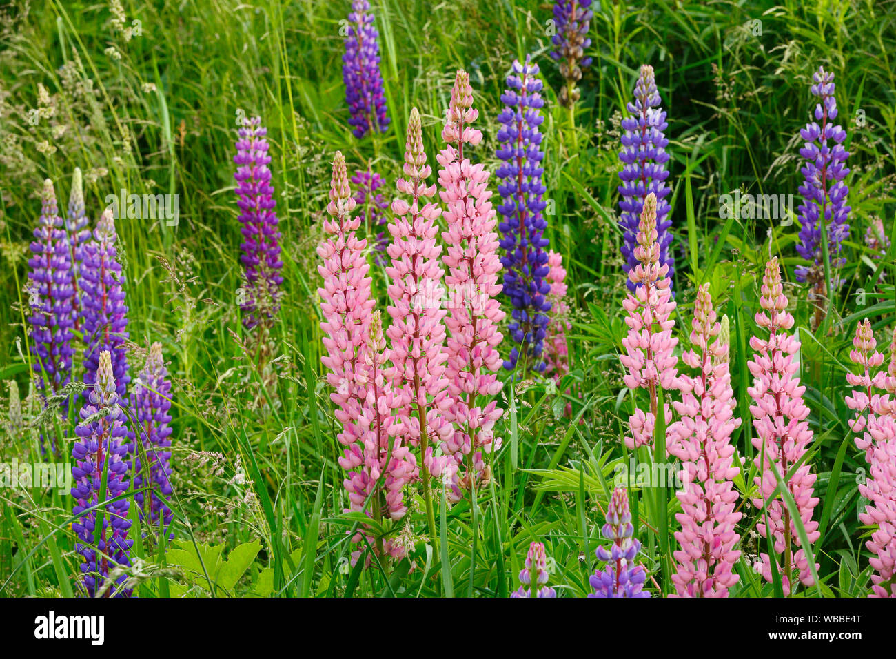 Garten Lupine (Lupinus polyphyllus), Blüte in Rosa und Blau, Schweiz Stockfoto