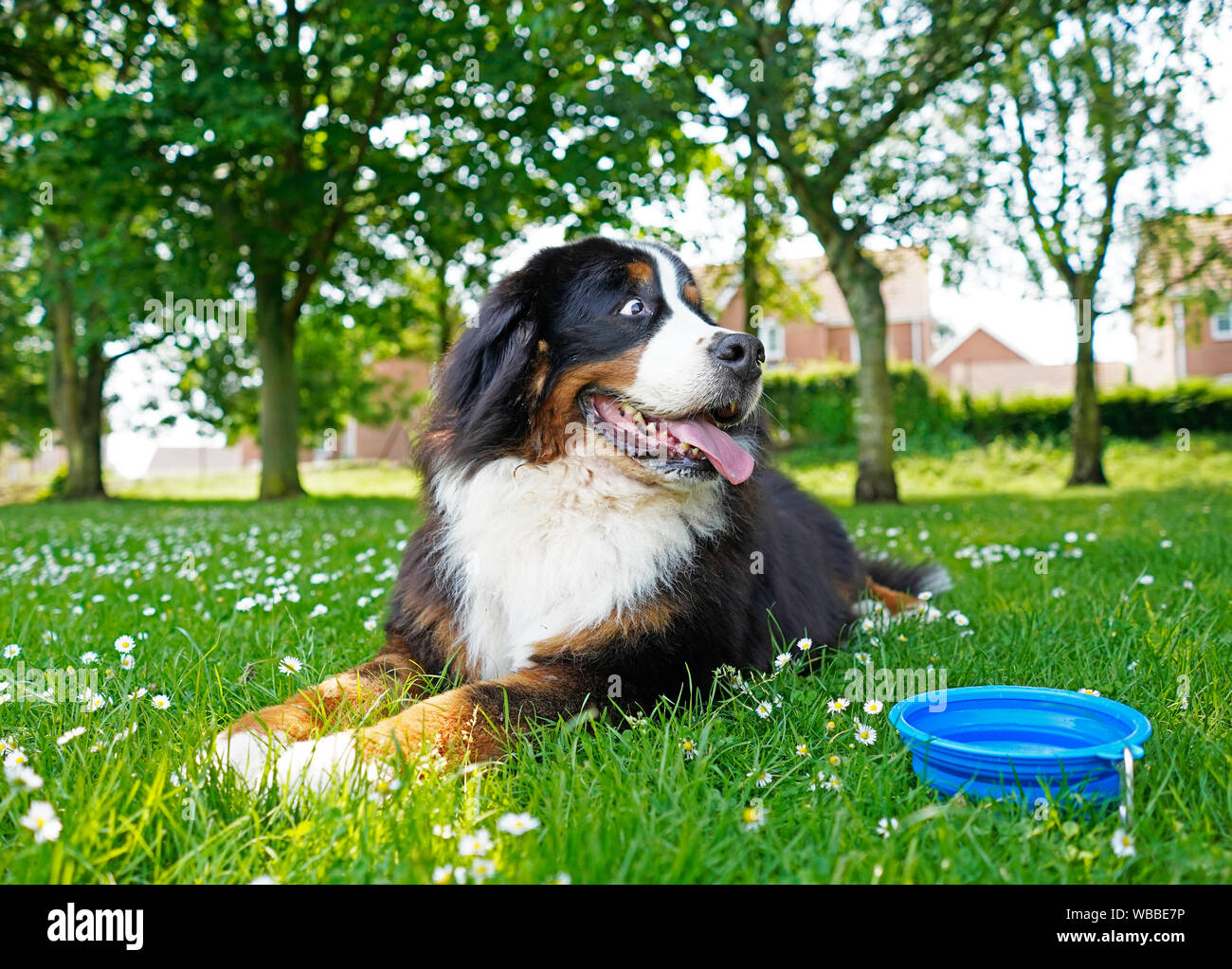 Große Berner Sennenhund liegend auf dem grünen Rasen mit weißen Blumen, blaue Wasser Schüssel neben ihm. Stockfoto