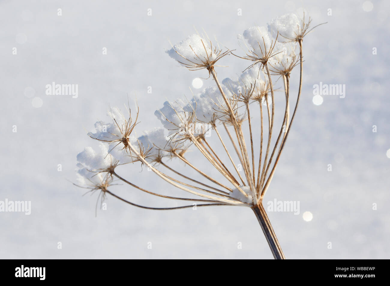 Kerbel (Anthriscus sp.). Snowy Dolde im Winter. Schweiz Stockfoto