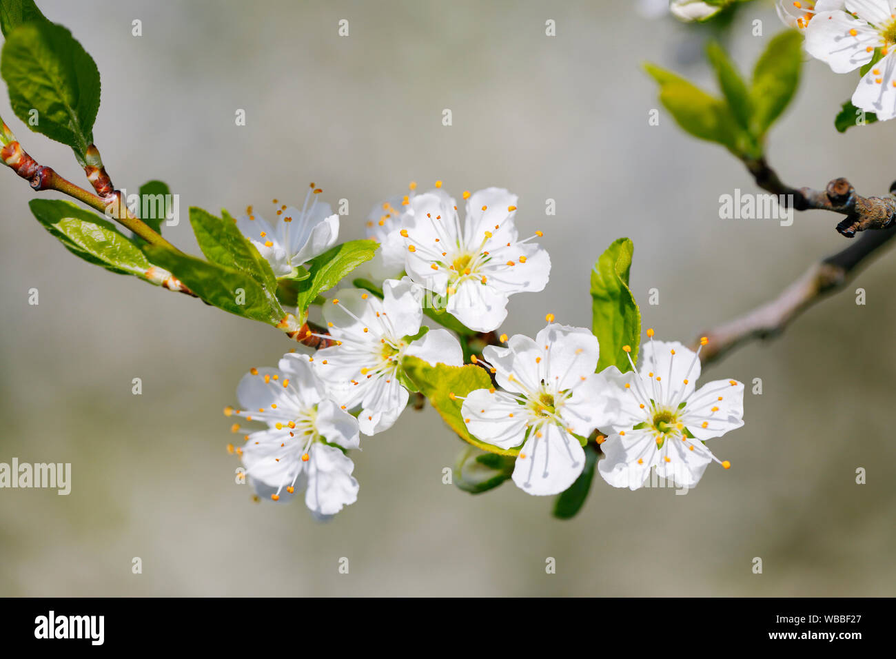 Wild Cherry, Süße Kirsche (Prunus Avium). Blühende Zweig im Frühjahr. Schweiz Stockfoto