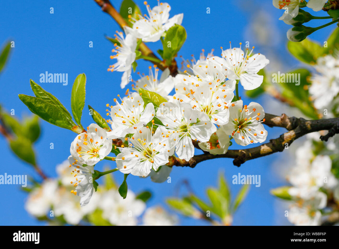 Wild Cherry, Süße Kirsche (Prunus Avium). Blühende Zweige im Frühjahr. Schweiz Stockfoto