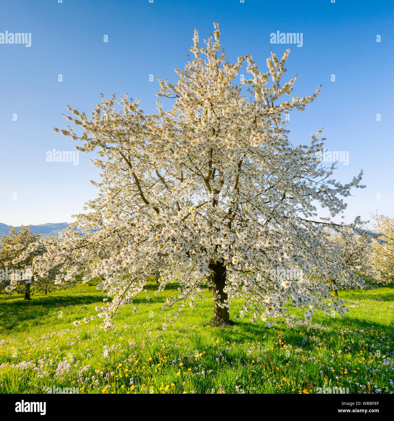 Blühende Kirschbäume (Prunus Avium) im Frühjahr. Schweiz Stockfoto