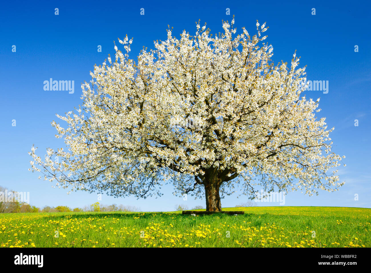 Flowering Cherry Tree (Prunus Avium) im Frühjahr. Schweiz Stockfoto