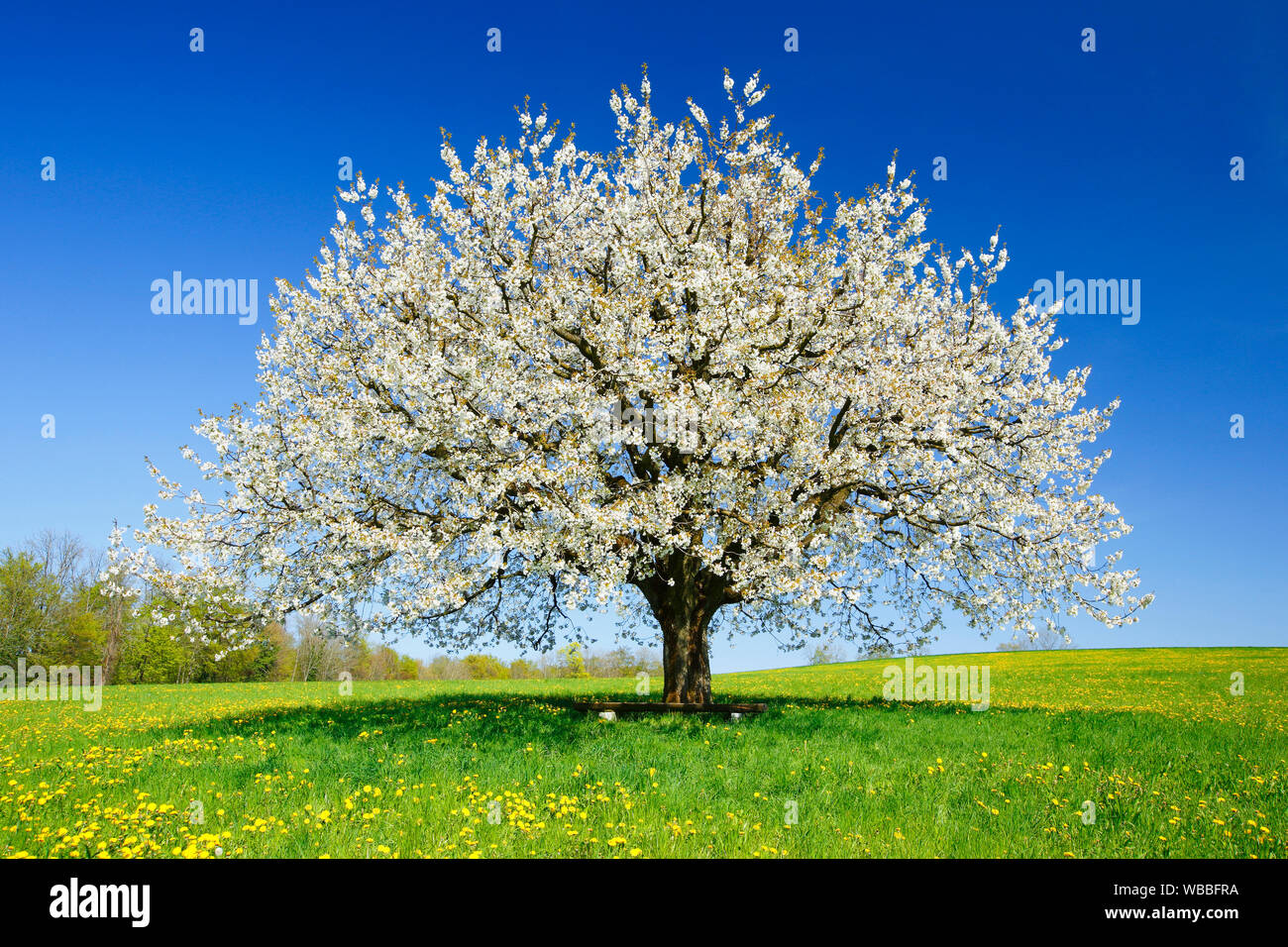 Flowering Cherry Tree (Prunus Avium) im Frühjahr. Schweiz Stockfoto