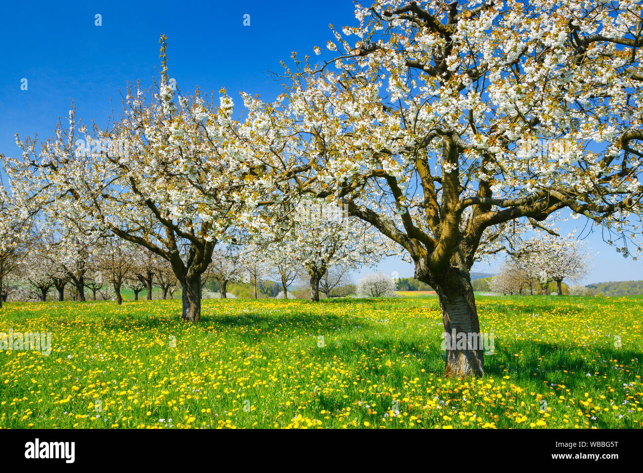 Blühende Kirschbäume (Prunus Avium) im Frühjahr. Schweiz Stockfoto