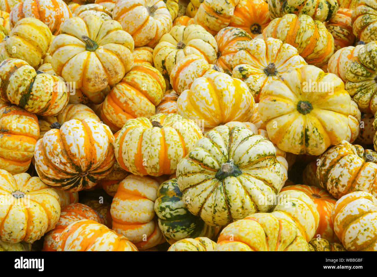 Kürbis (Cucurbita pepo). Mehrere Früchte. Schweiz Stockfoto